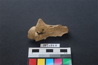 藏品(鹿骨)的圖片