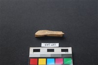 藏品(哺乳類動物骨)的圖片