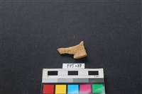 藏品(山羌骨)的圖片