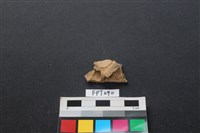 藏品(哺乳類動物骨)的圖片