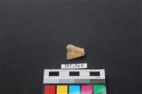 藏品(魚骨)的圖片