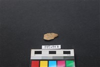 藏品(魚骨)的圖片