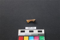 藏品(鹿骨)的圖片