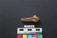 藏品(鹿骨)的圖片