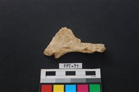 藏品(魚骨)的圖片