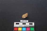 藏品(魚骨)的圖片