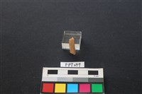 藏品(鹿骨)的圖片