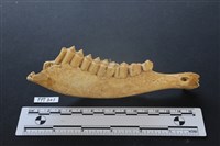 藏品(鹿骨)的圖片