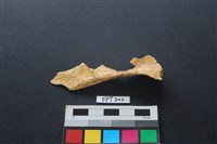 藏品(鹿骨)的圖片