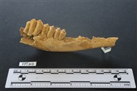 藏品(鹿骨)的圖片