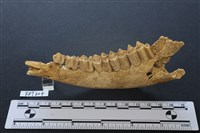 藏品(鹿骨)的圖片