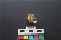 藏品(鹿骨)的圖片