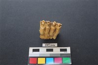 藏品(鹿骨)的圖片