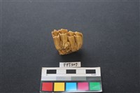 藏品(鹿骨)的圖片