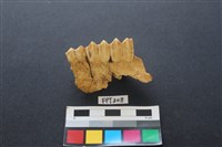 藏品(鹿骨)的圖片