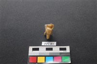 藏品(鹿骨)的圖片