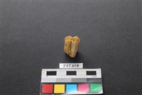 藏品(鹿骨)的圖片