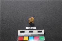 藏品(鹿骨)的圖片