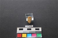 藏品(鹿骨)的圖片