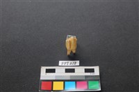 藏品(鹿骨)的圖片