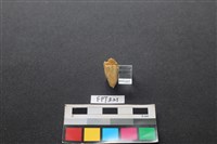 藏品(鹿骨)的圖片