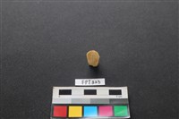 藏品(鹿骨)的圖片