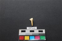 藏品(鹿骨)的圖片