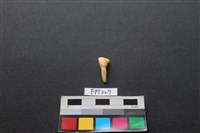 藏品(鹿骨)的圖片