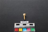 藏品(鹿骨)的圖片