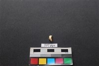 藏品(鹿骨)的圖片