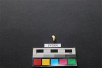 藏品(鹿骨)的圖片