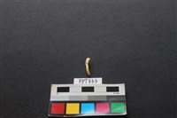 藏品(鹿骨)的圖片