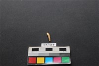 藏品(鹿骨)的圖片