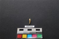 藏品(鹿骨)的圖片