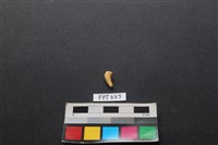 藏品(鹿骨)的圖片