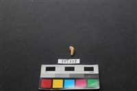 藏品(鹿骨)的圖片