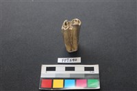 藏品(牛骨)的圖片