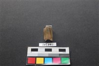 藏品(牛骨)的圖片