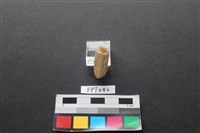 藏品(鹿骨)的圖片