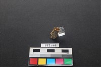 藏品(鹿骨)的圖片