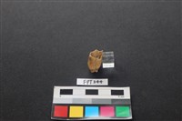 藏品(鹿骨)的圖片