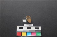 藏品(鹿骨)的圖片