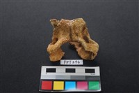 藏品(鹿骨)的圖片