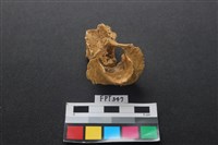 藏品(鹿骨)的圖片