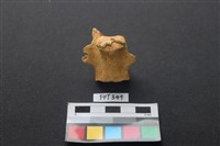 藏品(鹿骨)的圖片