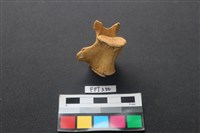 藏品(鹿骨)的圖片