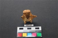 藏品(鹿骨)的圖片