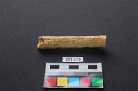 藏品(鹿骨)的圖片