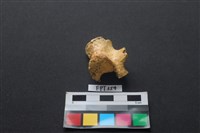 藏品(鹿骨)的圖片