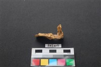 藏品(鹿骨)的圖片